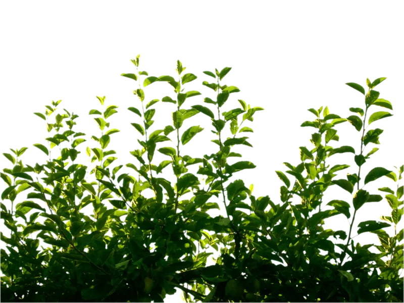 Green Leaf Png Pic - Green Leaf By Cindysart Stock Transparent